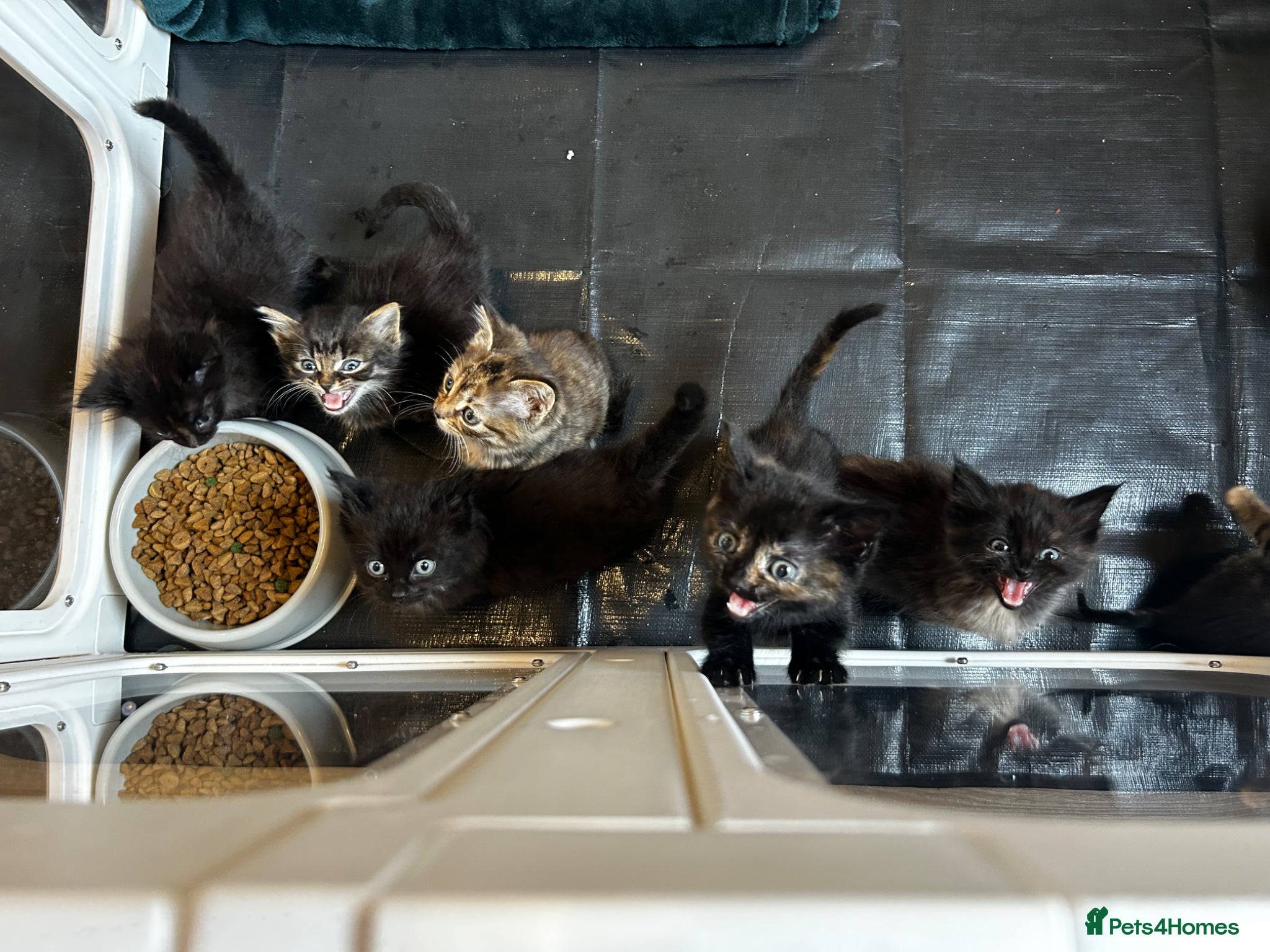 Ragdoll cats Ragdoll mix tabby ginger kittens  - Advert 1