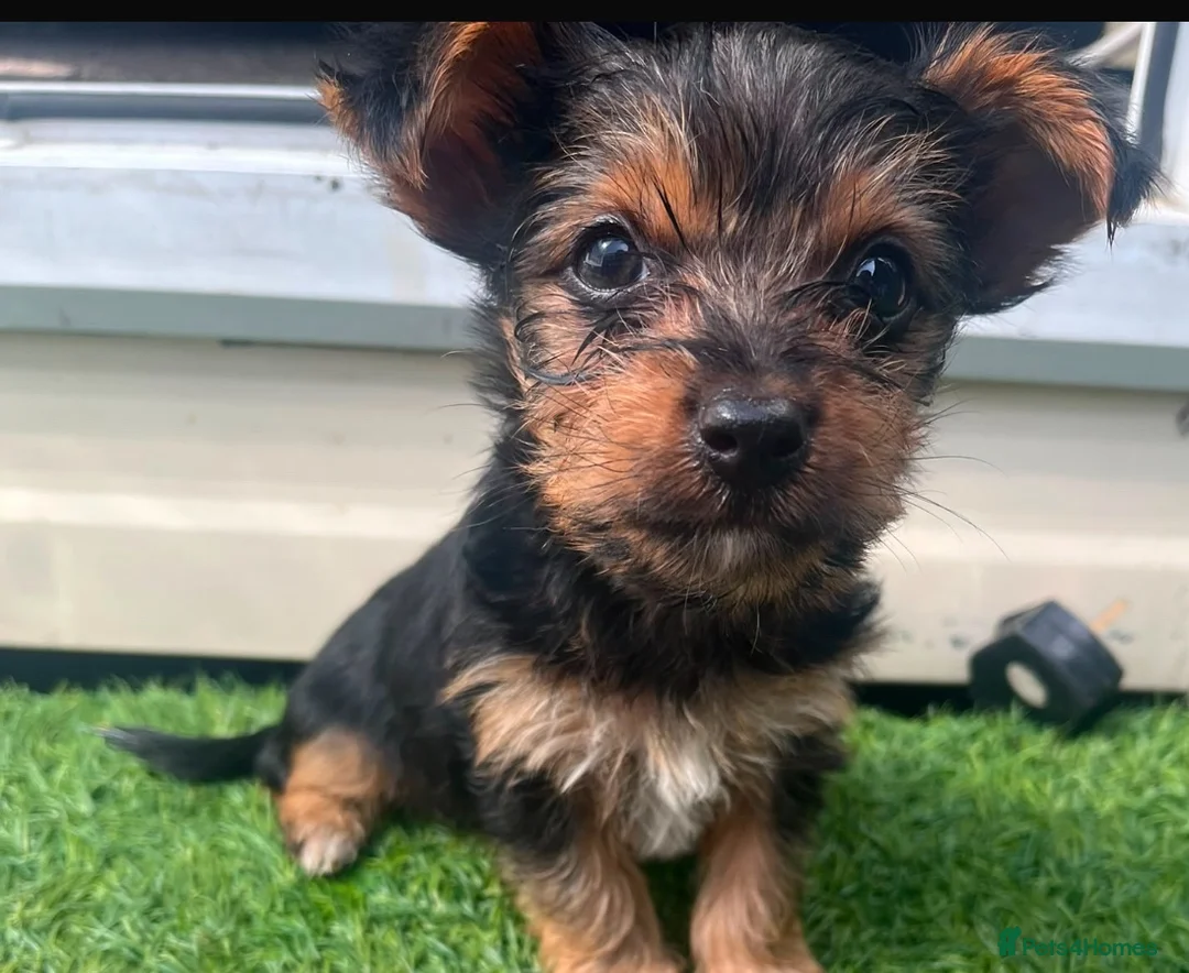 Yorkshire Terrier dogs for sale: YORKSHIRE TERRIERS X JACK RUSSELL in Iver - Advert 2