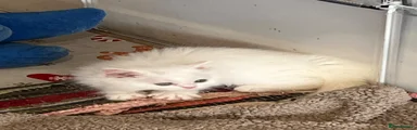 Turkish Angora 3