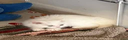 Turkish Angora cats for sale: Stunning Turkish Angora x Persian  - Advert 9