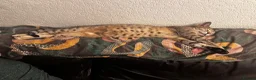 Savannah cats for sale: Male and female savannahs  - Advert 2