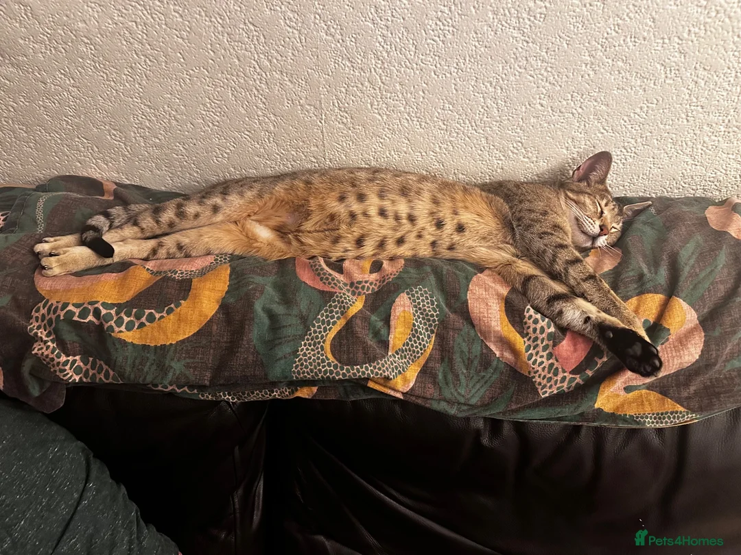 Savannah cats for sale: Male and female savannahs  - Advert 2