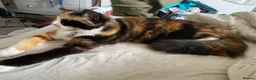 Ragdoll cats for sale: Six ragdoll cross kittens  in Rotherham - Advert 1