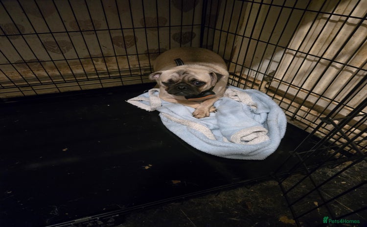 Pug dogs - Advert 2