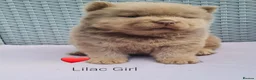 Chow Chow dogs for sale: Quality chow chow puppies.  - Advert 19