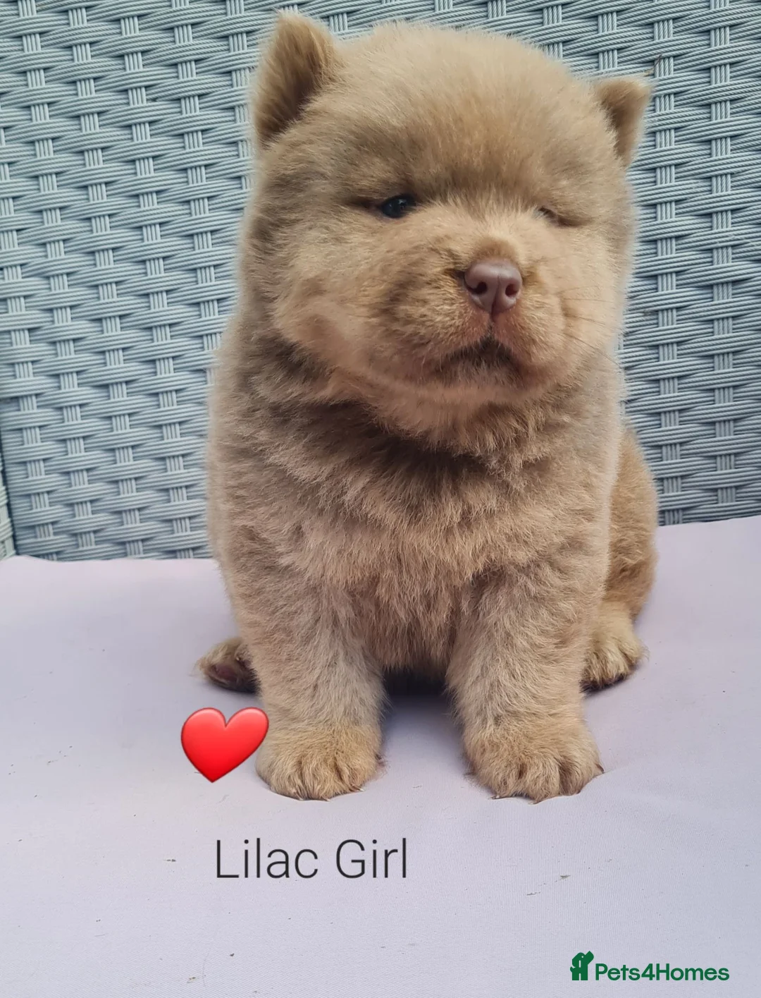 Chow Chow dogs for sale: Quality chow chow puppies.  - Advert 19