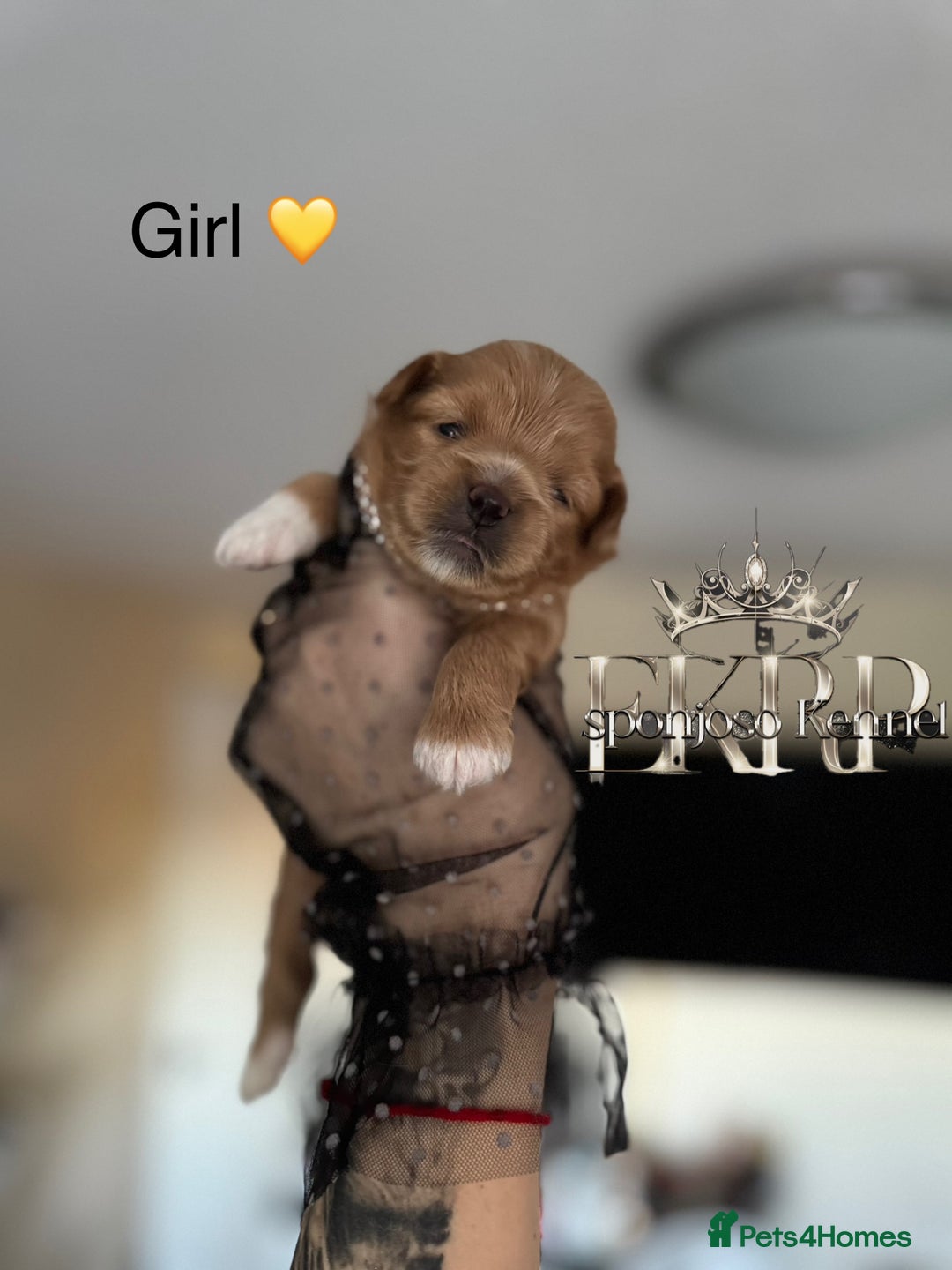 Maltipoo dogs for sale: 👑ULTRA RARE F1 TINY DNA ASIAN MALTIPOO PUPPIES👑 - Image 11