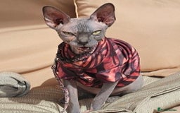 Sphynx cats for sale: FEMALE SPHYNX CAT - Image 3
