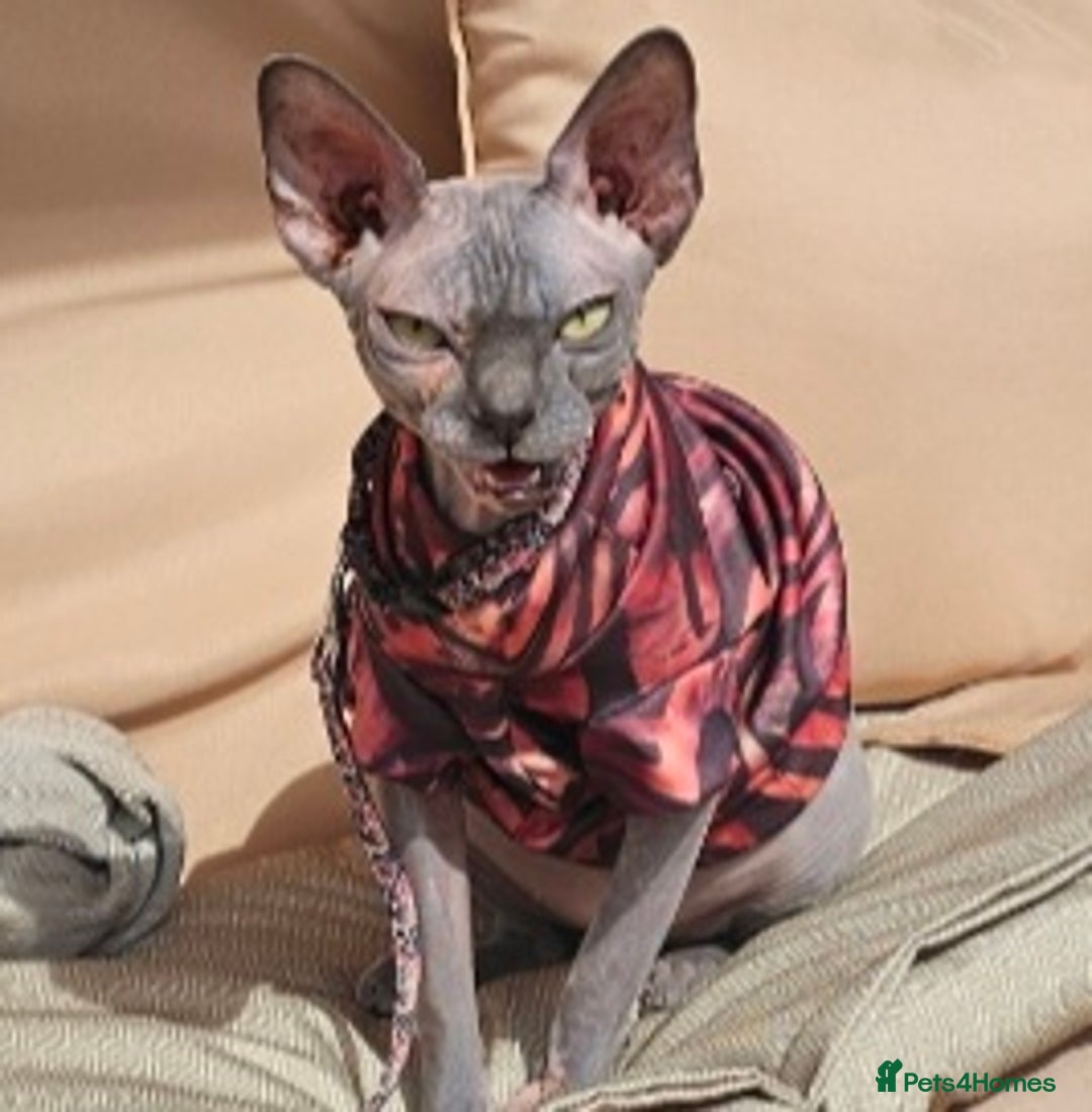 Sphynx cats for sale: FEMALE SPHYNX CAT - Image 3