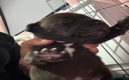 Staffordshire Bull Terrier dogs for sale: Stafford bull terrier pups - Image 11