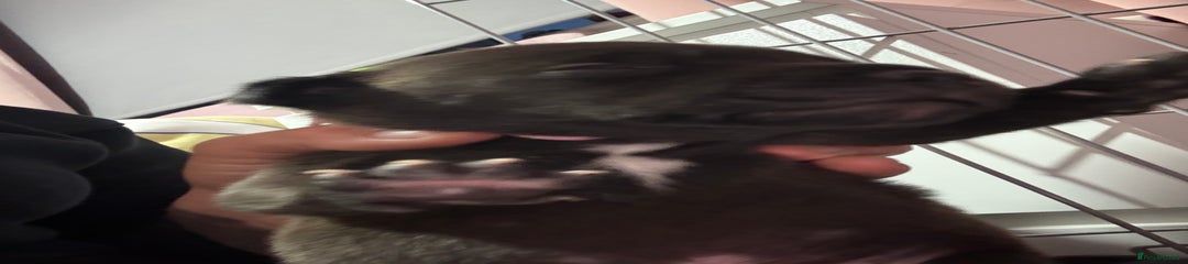 Staffordshire Bull Terrier Puppy 3