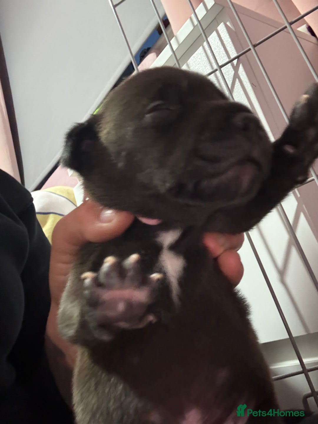 Staffordshire Bull Terrier dogs for sale: Stafford bull terrier pups - Image 11