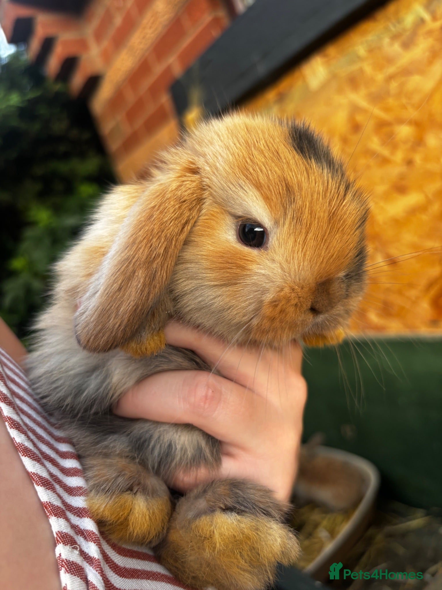 Mini Lop rabbits 🐰Last Adorable pure bred Mini Lops Girl🐰  - Advert 15