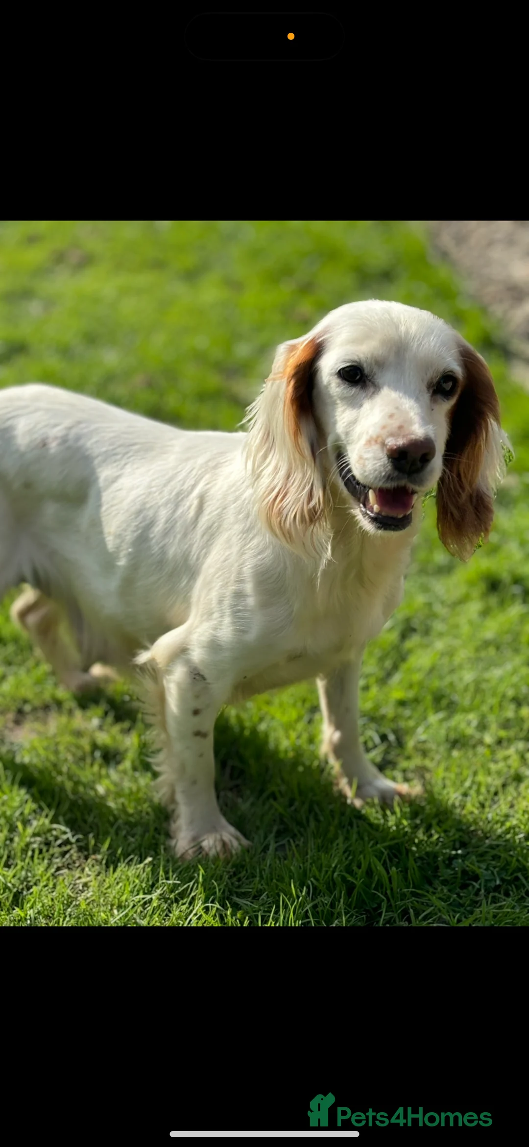 Cocker Spaniel dogs for sale: Rehome Cocker Spaniel - Advert 2