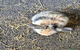 Mini Lop rabbits for sale: Mini lop babies - Image 5