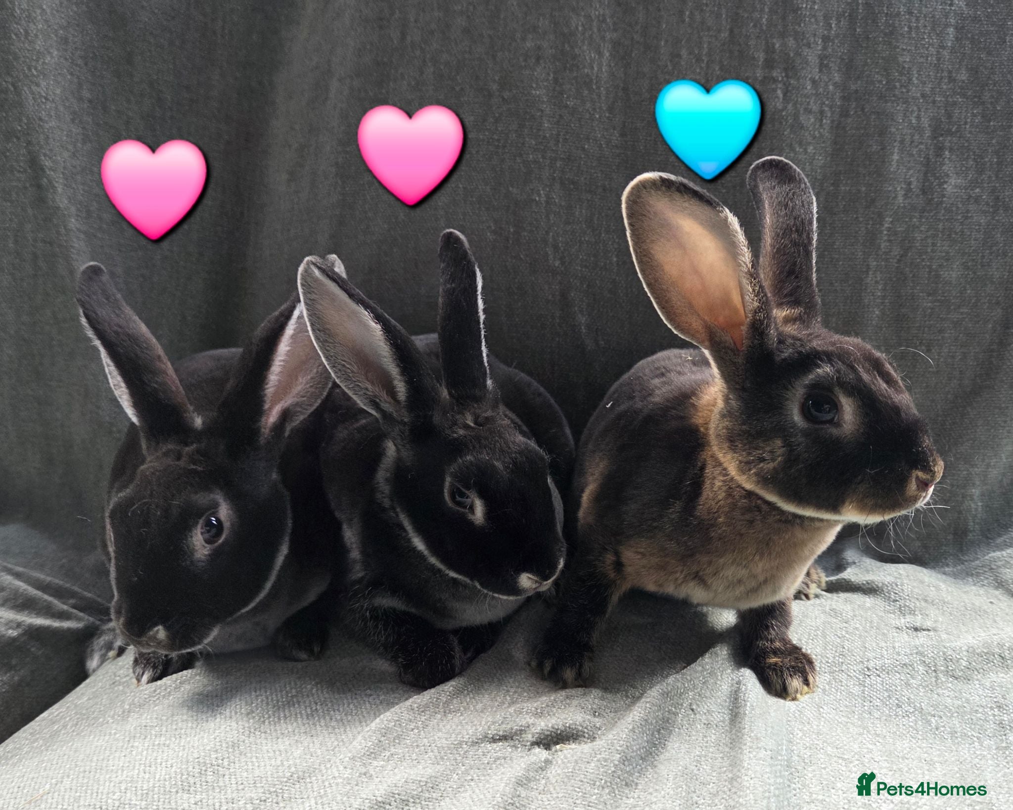Rex rabbits Very Tame Velvet Mini Rex 2 DOES 1 BUCK   - Advert 2