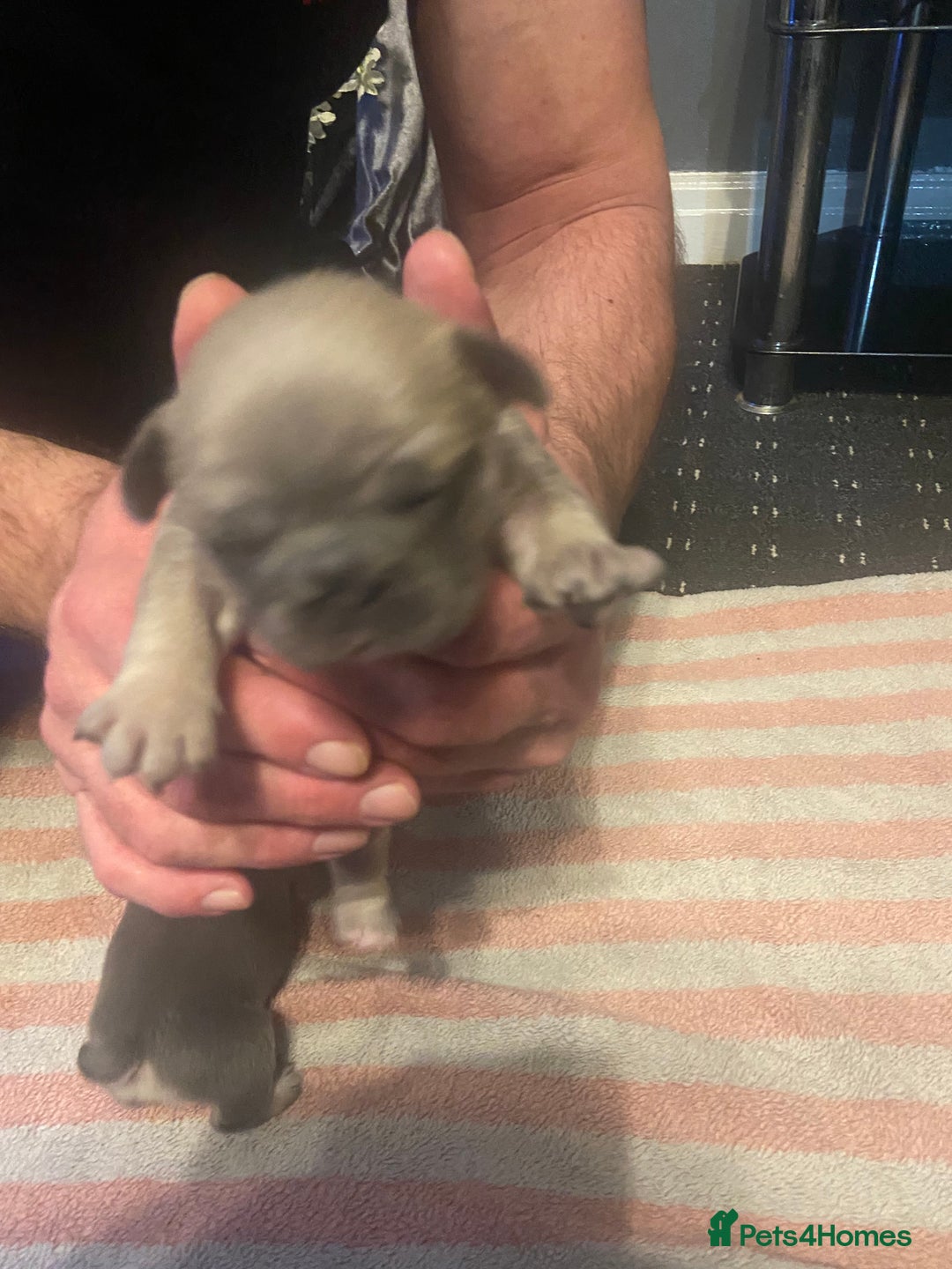 Mixed Breed dogs for sale: French bulldog/English bulldog - Advert 19