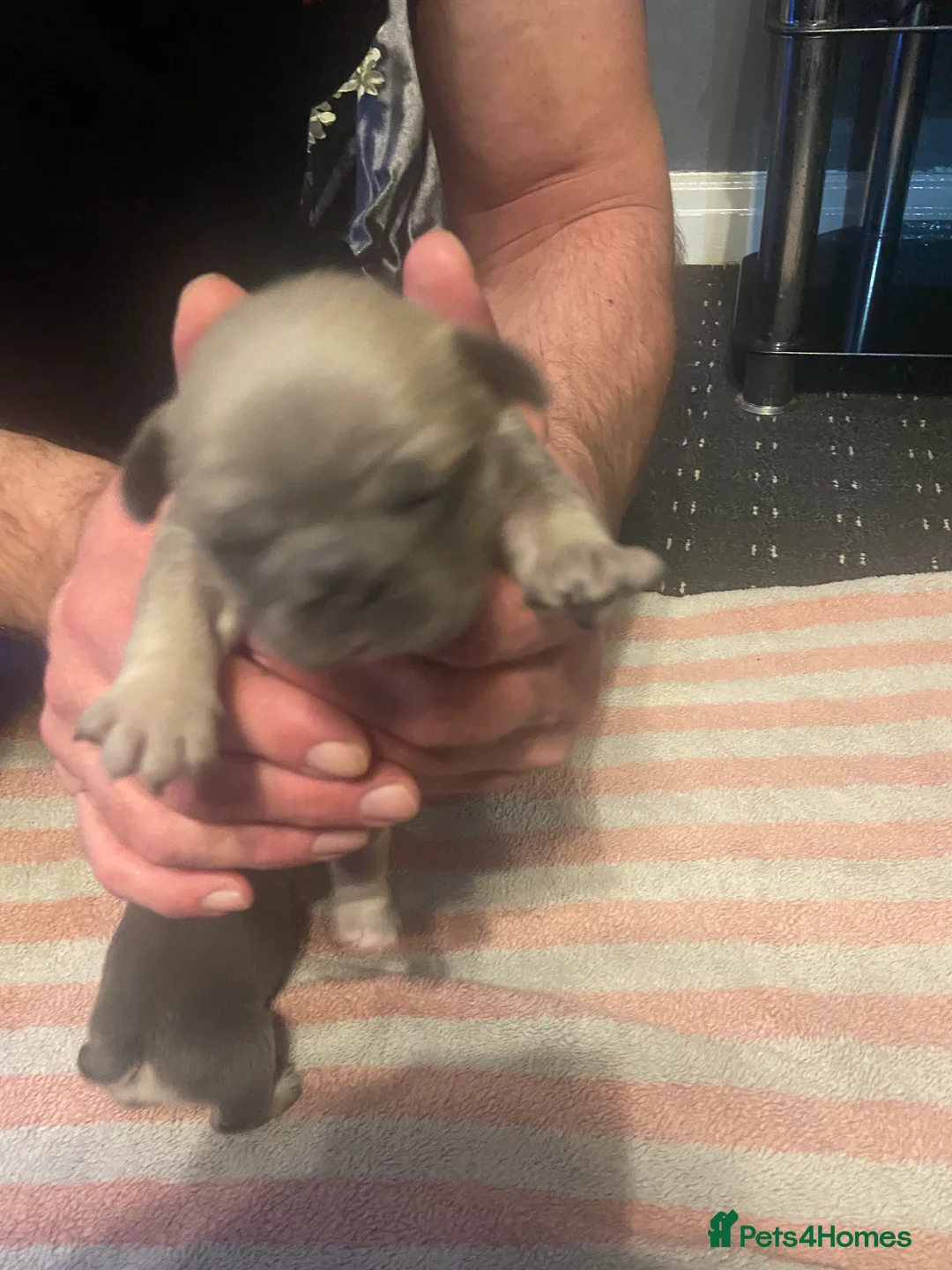 Mixed Breed dogs for sale: French bulldog/English bulldog - Advert 19