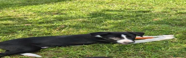 Border Collie 1