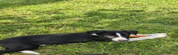 Border Collie dogs for sale: ISDS registered B&W pups, good breeding  - Advert 16