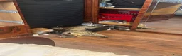 Mixed Breed cats for sale: 9 beautiful kittens in London - Advert 12