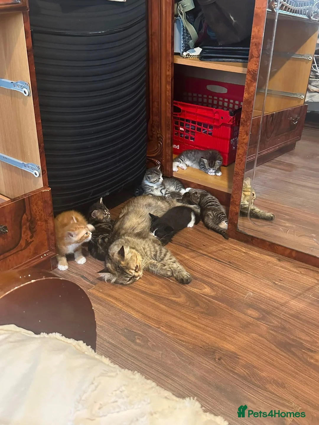 Mixed Breed cats for sale: 9 beautiful kittens in London - Advert 12
