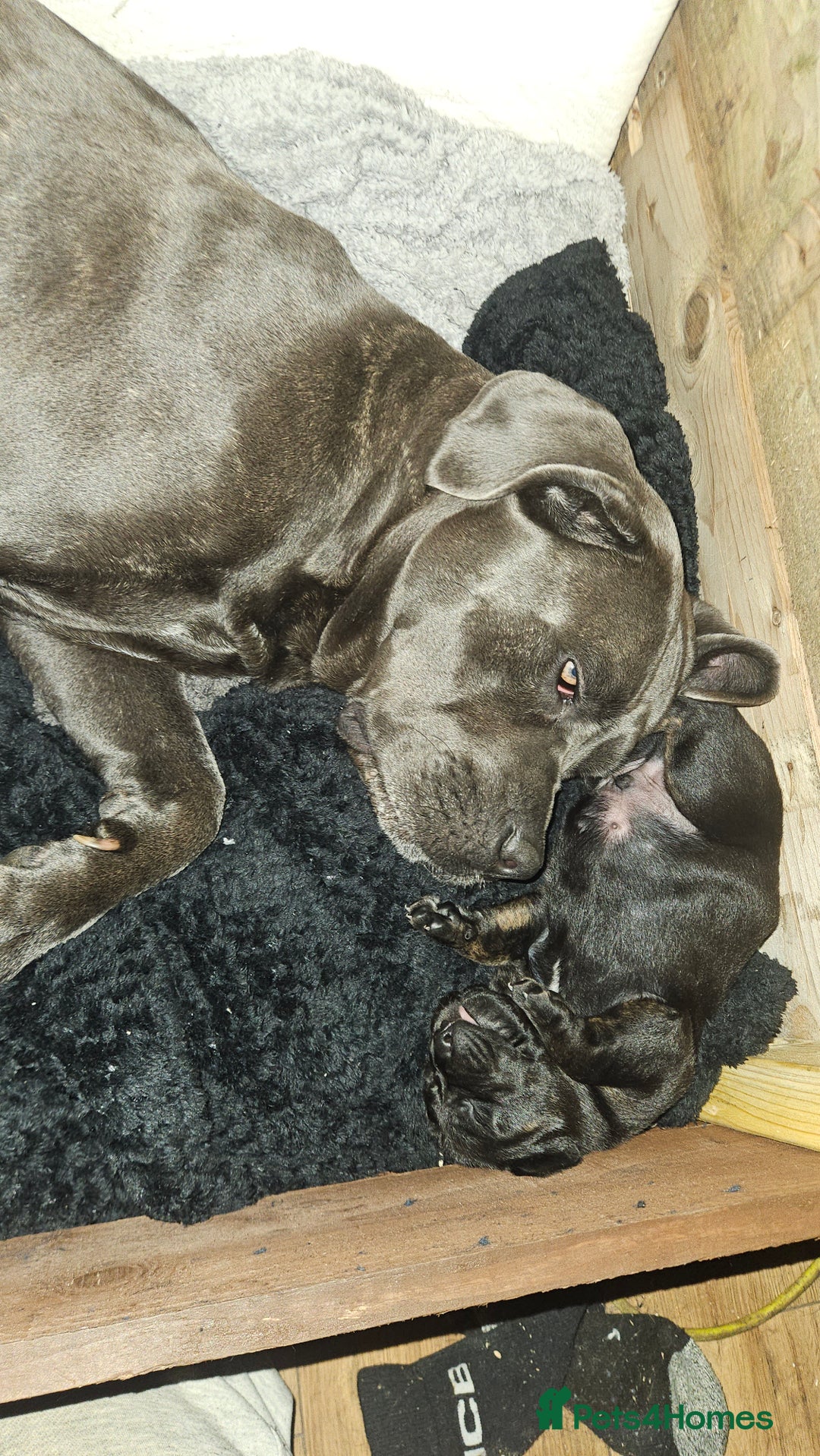 Mixed Breed dogs for sale: CaneWeiler Pupps - Advert 12