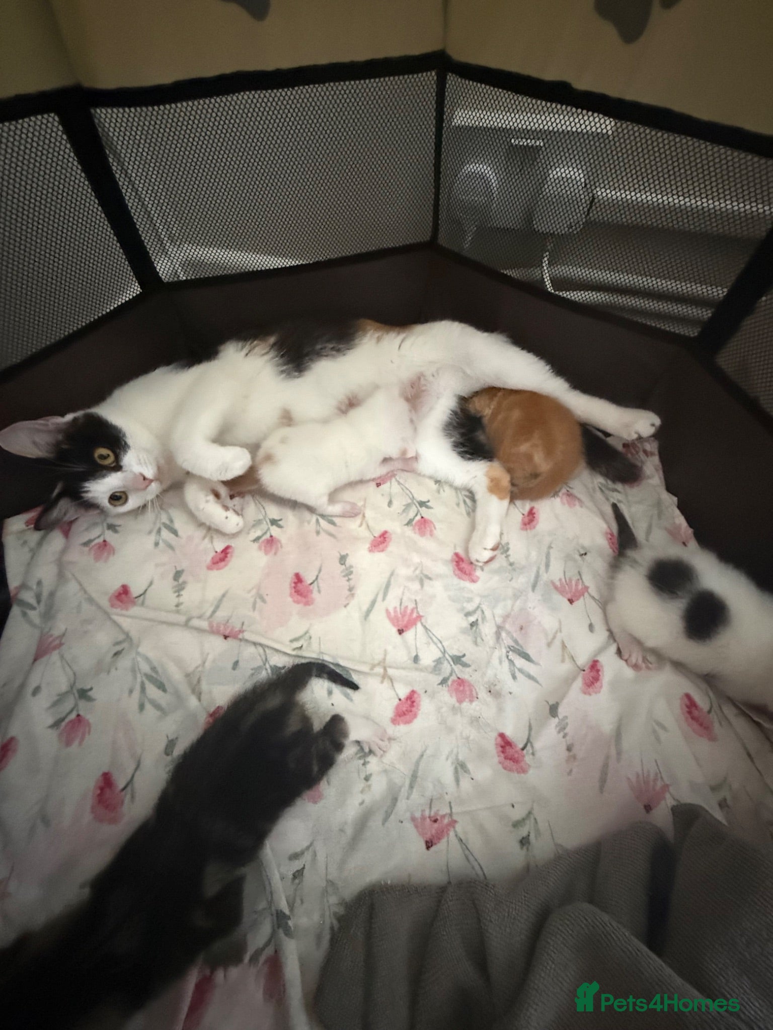 Mixed Breed cats Beautiful kittrns - Advert 11