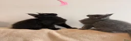 Maine Coon cats for sale:     Stunning Purebred Maine Coon Kitten - Advert 7