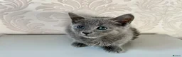 Russian Blue cats for sale: Beautiful Russian Blue Girl – 14 Weeks - Advert 9