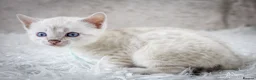 Bengal cats for sale: Stunning Silver Snow ❄️ Bengal Kittens  - Advert 23