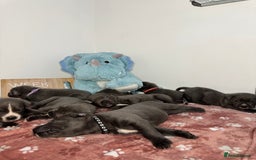 Cane Corso dogs for sale: Cane corso puppies for sale  - Image 31