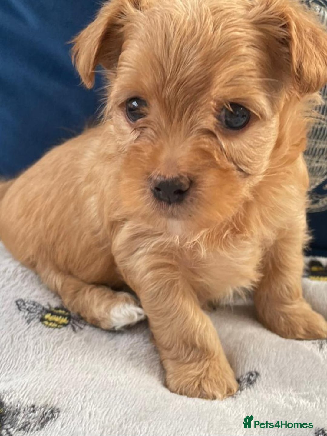 Yorkshire Terrier dogs for stud: Yorkshire terrier for stud - Advert 10