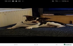 Jack Russell dogs for stud: Jackawawa for stud  - Image 3