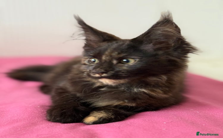 Maine Coon cats - Advert 1