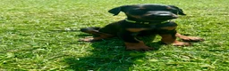 Dobermann dogs for sale: Champion Bloodline Doberman Puppies - Advert 13