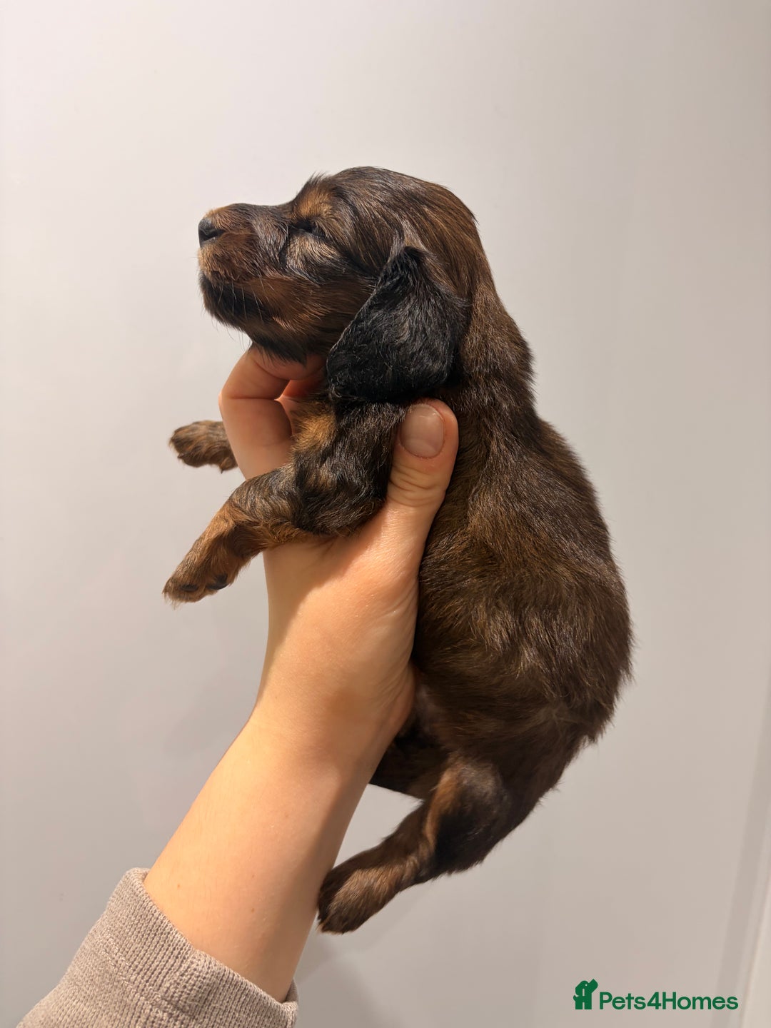 Miniature Dachshund dogs for sale: Quality Russian shaded red minis - Advert 9