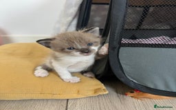Ragdoll cats for sale: Ragdoll kittens £600-£1,000 - Image 25
