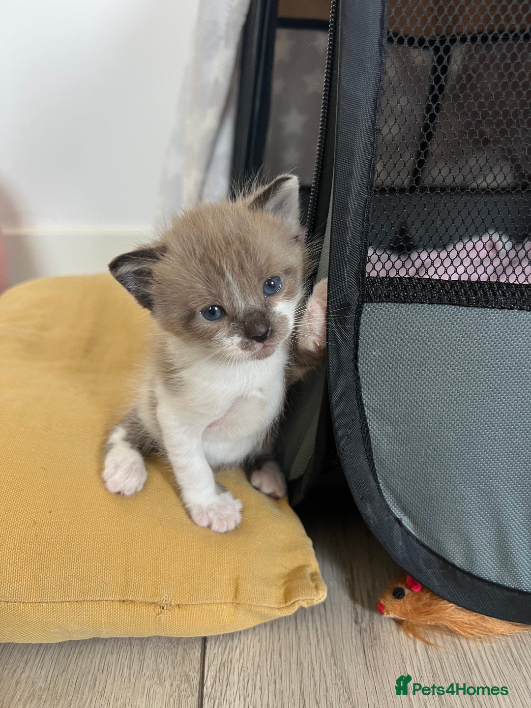 Ragdoll cats for sale: Ragdoll kittens £600-£1,000 - Image 25