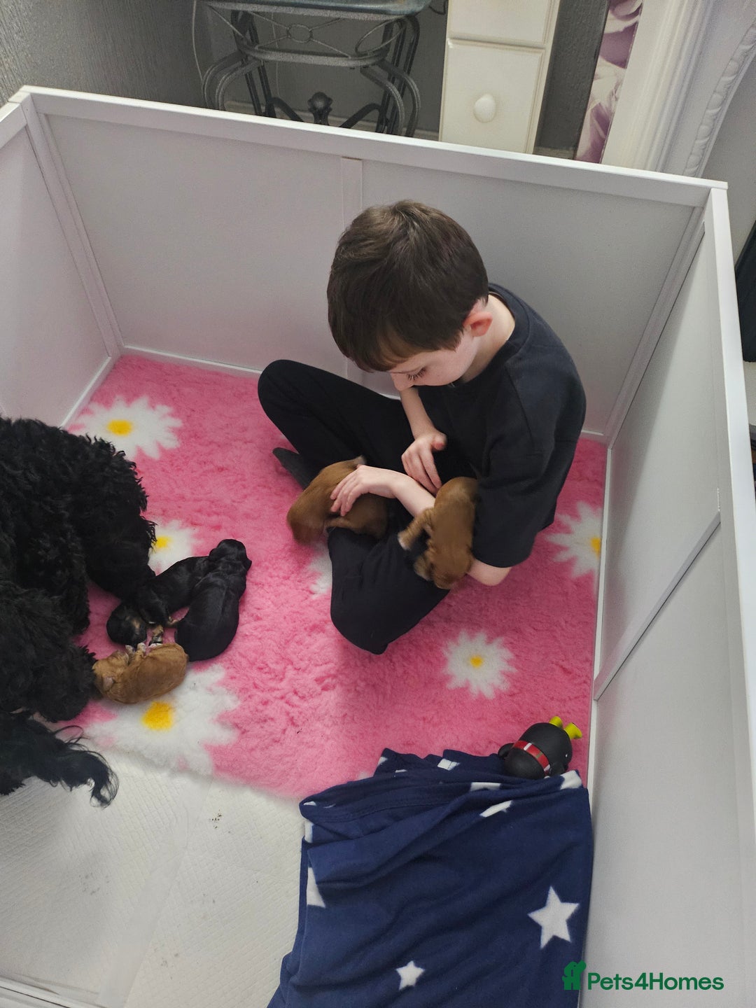 Cavapoo dogs for sale: Gorgeous F1b Toy Cavapoo Babies   - Advert 26