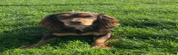 Cocker Spaniel dogs for sale: Cocker spaniels  - Advert 10