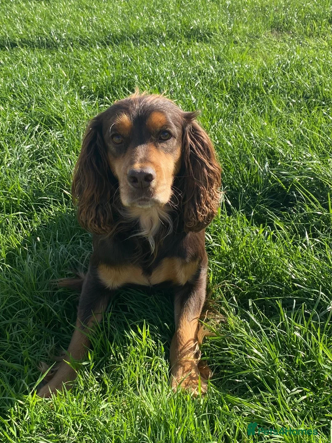 Cocker Spaniel dogs for sale: Cocker spaniels  - Advert 10