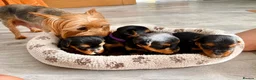 Yorkshire Terrier dogs for sale: Beautiful Yorkshire terrier puppies  - Advert 5