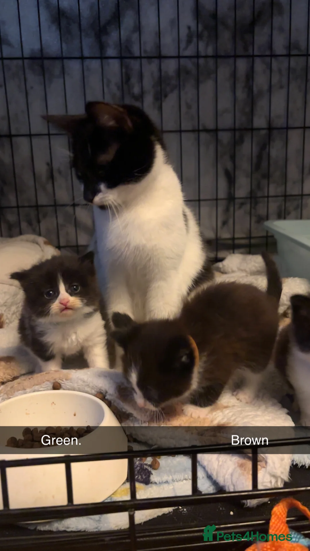 Domestic Shorthair cats for sale: 4 Tuxedo Kittens - Advert 9