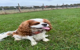 Cavalier King Charles Spaniel dogs for sale: Fully health tested CKCS 🐶💙🐾 - Image 34