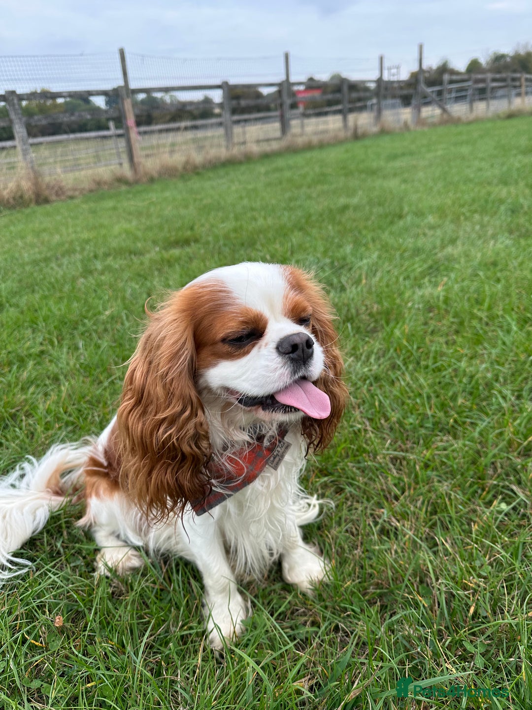 Cavalier King Charles Spaniel dogs for sale: Fully health tested CKCS 🐶💙🐾 - Image 34