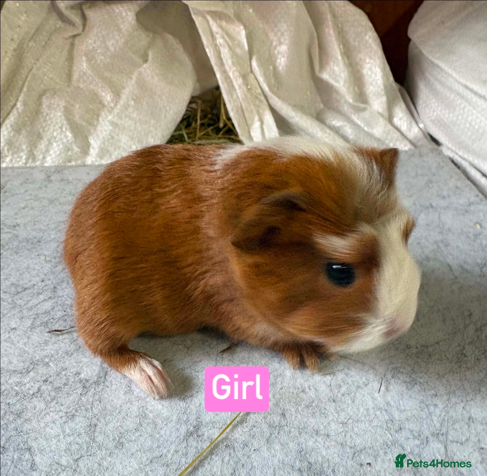 Guinea Pig rodents Guinea pigs for sale - Advert 14