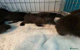 Mixed Breed cats for sale: Kittens  - Image 4