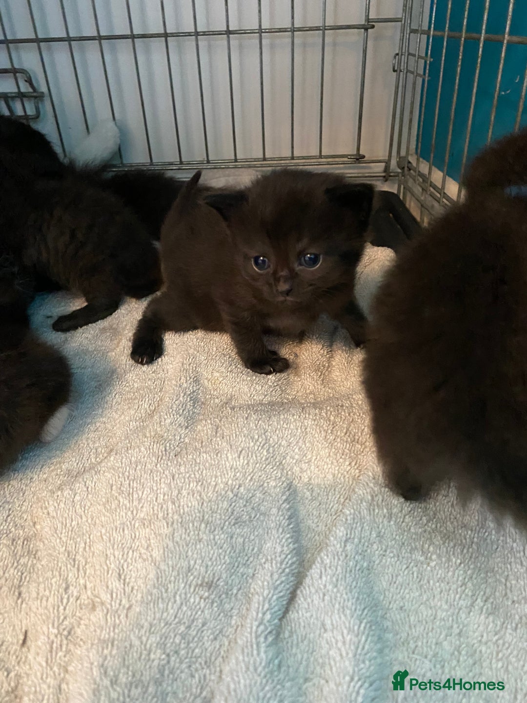 Mixed Breed cats for sale: Kittens  - Image 4