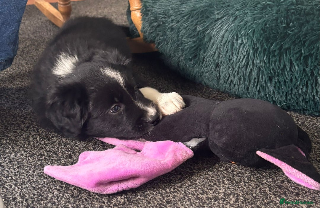 Border Collie dogs for sale: Border Collie puppies - Image 5